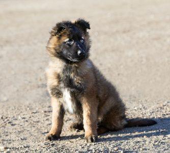 Belgian Tervuren: Versatile Intelligent Shepherd 7 Belgian Tervuren Puppy