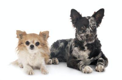 Mudi and Chihuahua