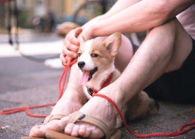 Pembroke Welsh Corgi 3 Pembroke Welsh Corgi