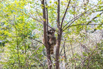 Bluetick Coonhound: Loyal Hunting Dog 4 Raccoon in Tree