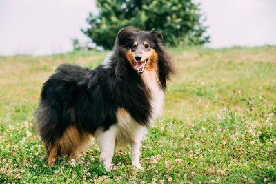 Collie: Timmy's Famous Canine Friend Lassie 3 Rough_Coater Collie,