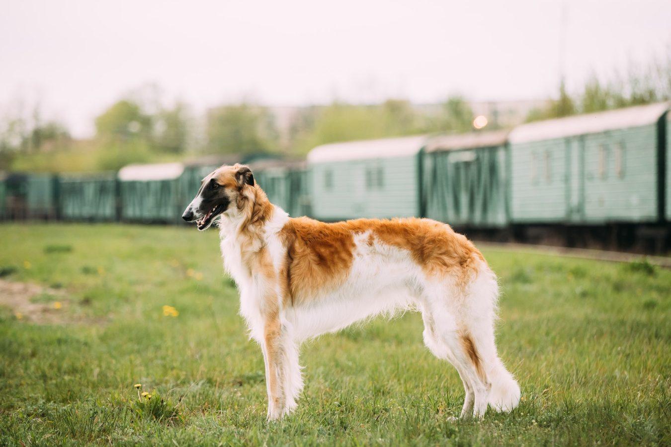 Borzoi An Ancient Russian Dog 12 Russian Dog, Borzoi Gazehound Posing Outdoor