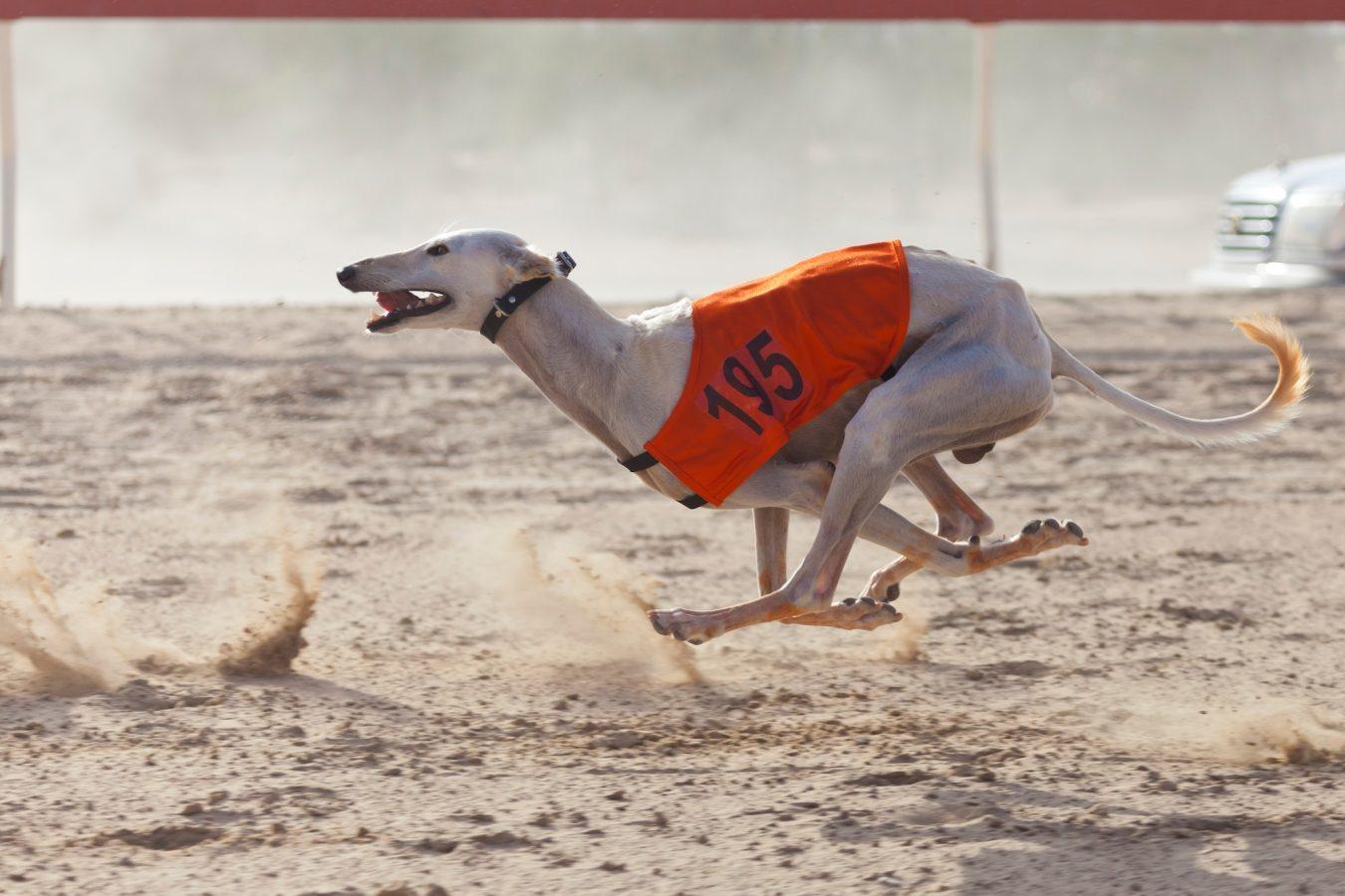 Sighthounds Are Super Fast Dogs 2 Saluki dog running at the race in Al Wathba race track