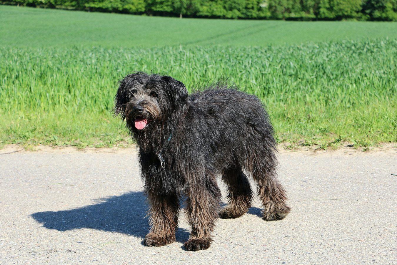 Herding Group Dogs 13 Selective focus shot of a cute Bouvier des Flandres dog in a field