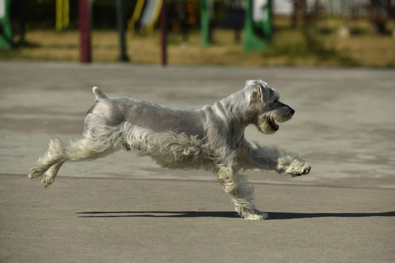 Standard Schnauzer: The Granddaddy Of The Popular Schnauzer Breed 1 Selective focus shot of a standard schnauzer running on the ground