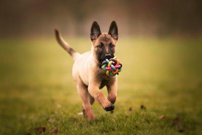 Belgian Malinois: The Ultimate Working Companion 3 Belgian Malinois Puppy