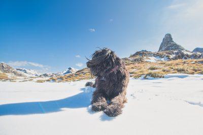 Bergamasco Sheepdog 