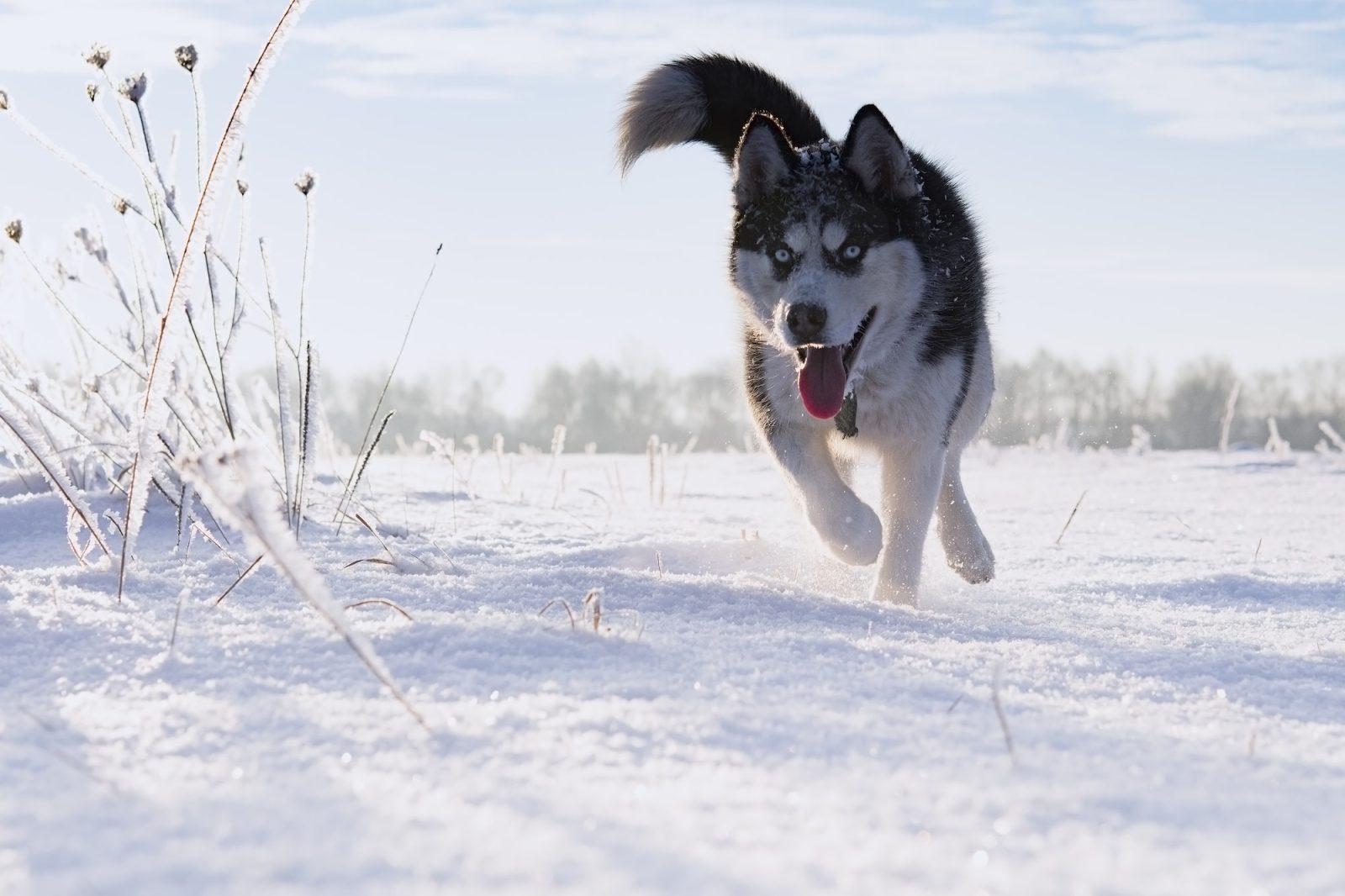 Siberian Husky: A Powerful Sled Dog 41 siberian Husky running