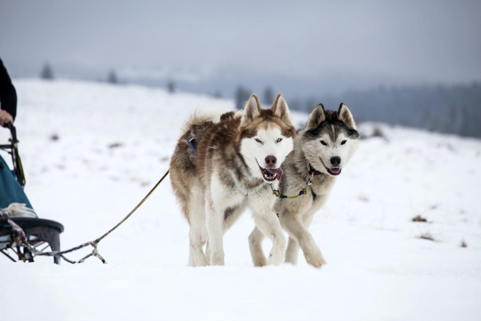 Top Dog Forum
