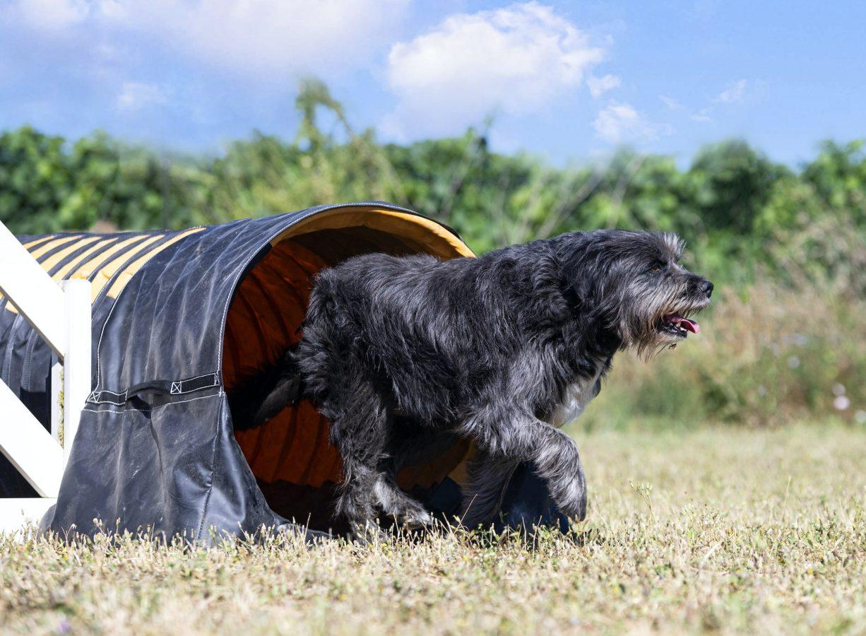 Pyrenean Shepherd An Energetic Herding Dog 2 training of agility
