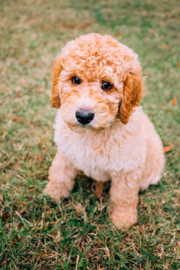 Get to Know the Lovable and Loyal Goldendoodle 6 Goldendoodle Puppy
