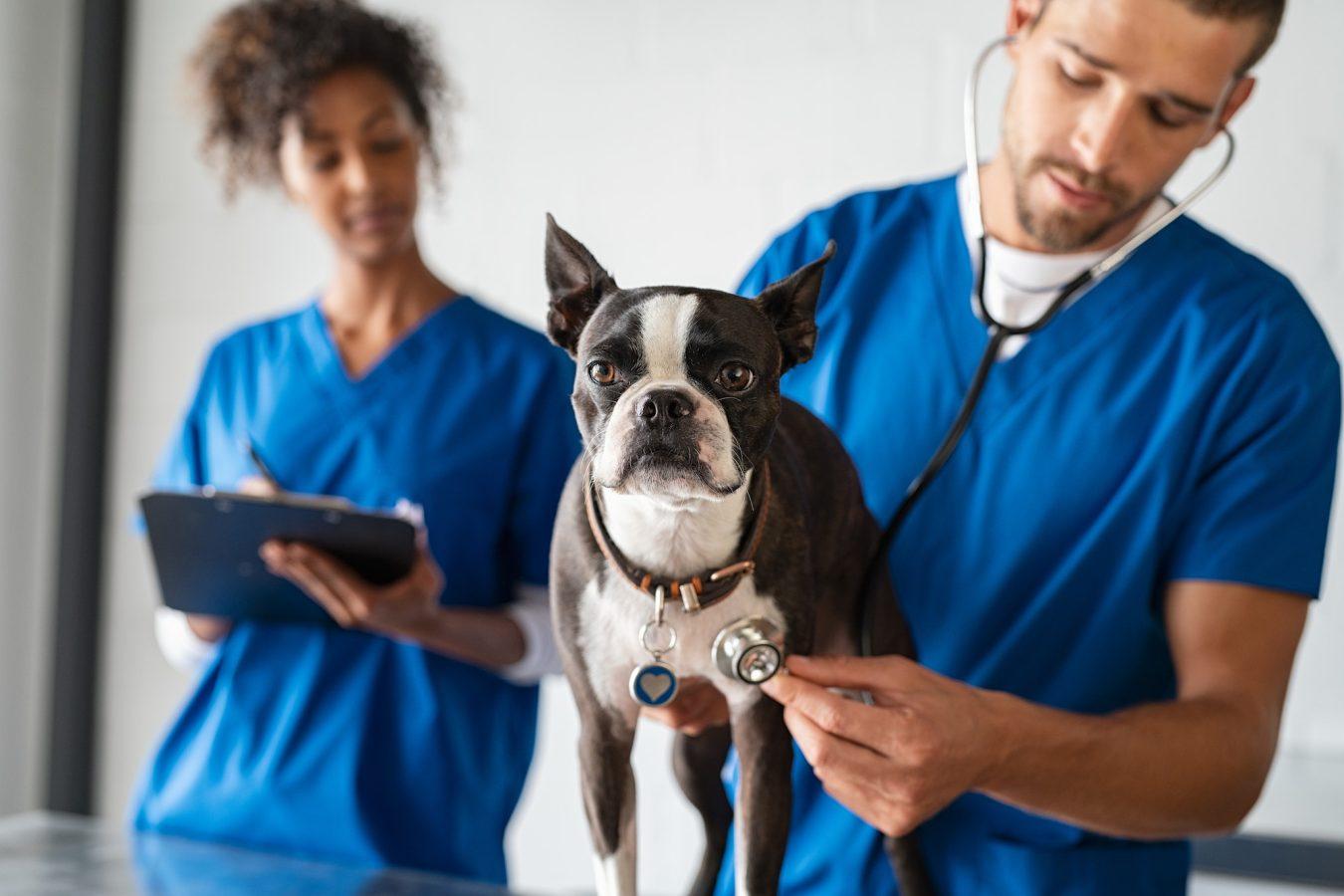 Vet examining for dog diseases