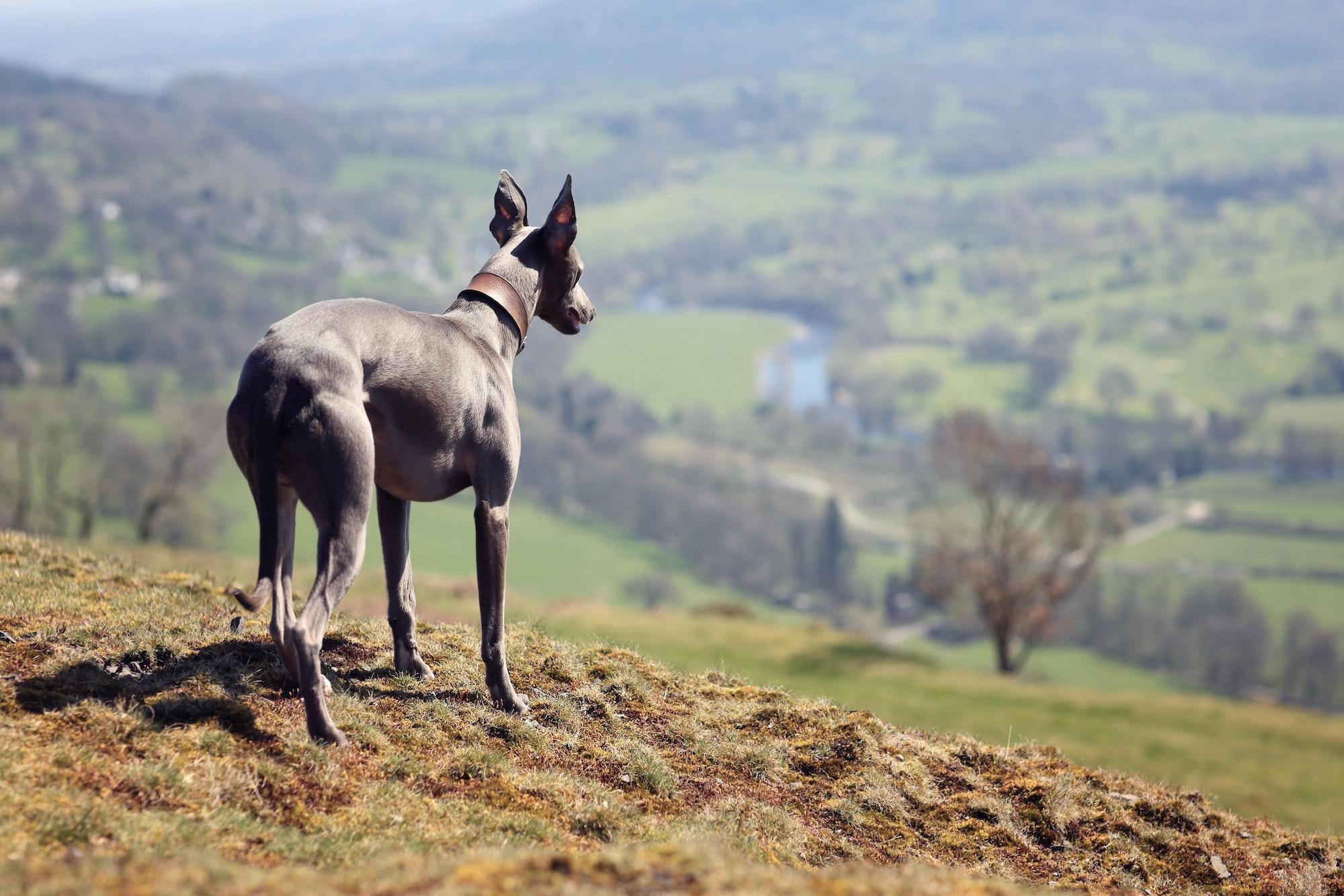 Whippet dog portrait in nature