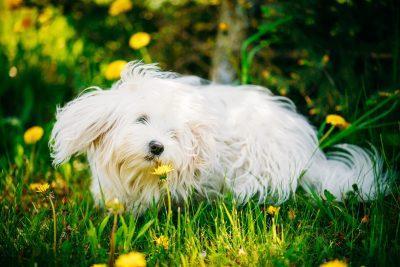 Bolognese Dog