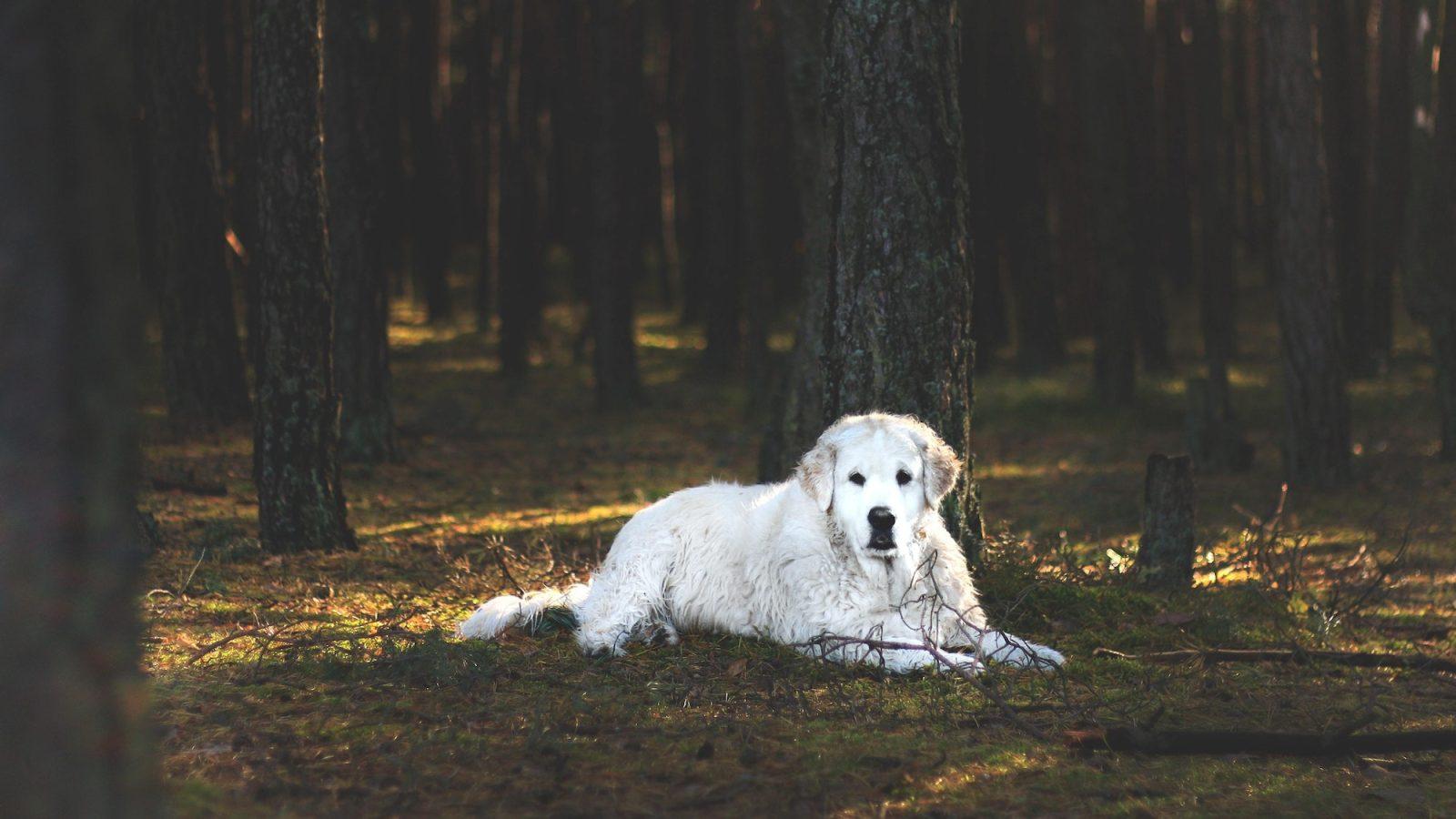 White Kuvasz dog lying down on the forest floor behind the trees