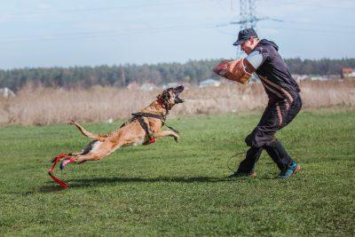 Belgian Malinois: The Ultimate Working Companion 4 Belgian Malinois