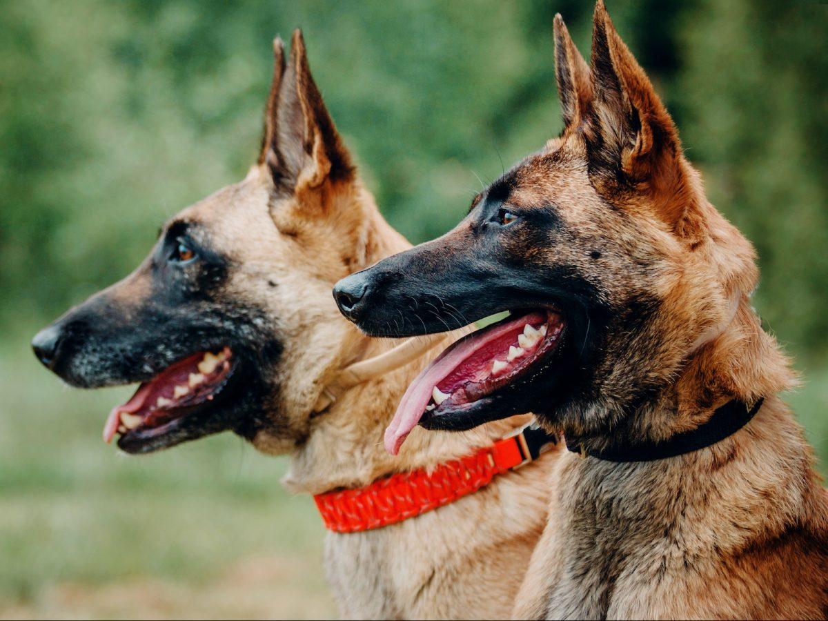 Top Dog Forum