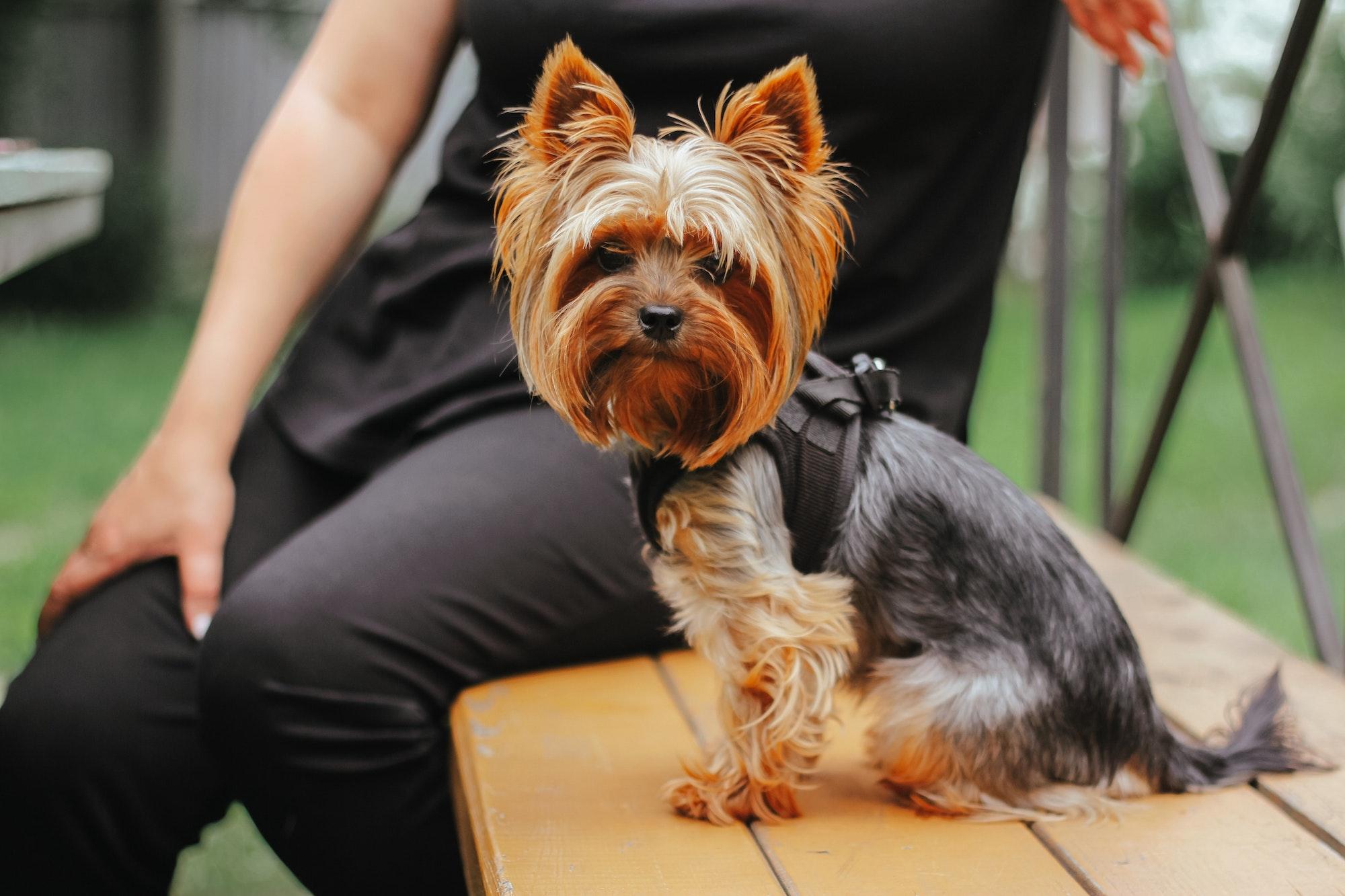 Blog 11 Yorkshire terrier