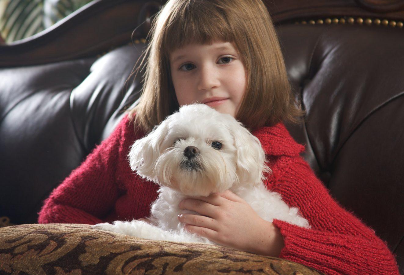 Maltese Dogs: May Be The Oldest Toy Dog Breed 21 Young Girl Poses with Her Maltese Dog