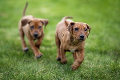 Rhodesian Ridgeback: A Loyal Companion 7 Rhodesian Ridgeback Puppies