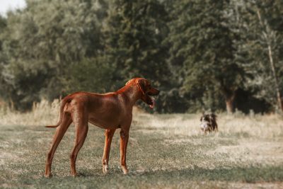 Rhodesian Ridgeback dog outdoor portrait