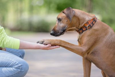 Rhodesian Ridgeback  
