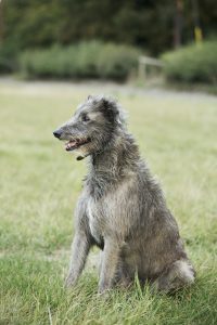 Scottish Deerhound sitting in a field.