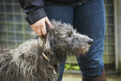 Scottish Deerhound: Majestic and Elegant 5 Scottish Deerhound standing next to a rider.