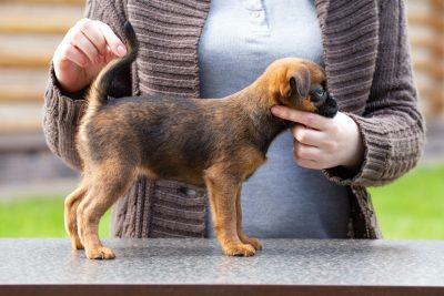 Petit Basset Griffon Vend&eacute;en