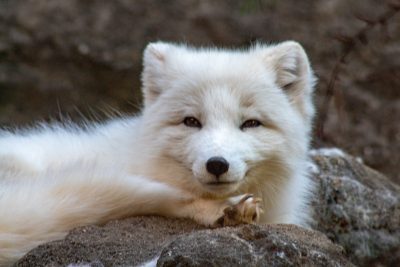Arctic fox