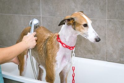 Greyhound