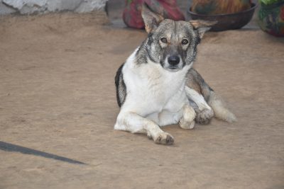 Closeup of a Norwegian elkhound lying on the ground