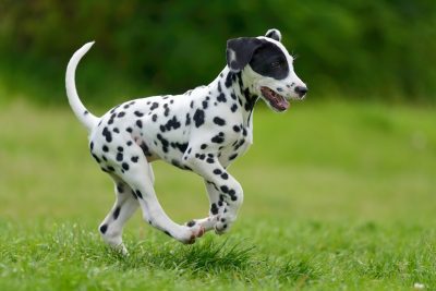 Dalmatian dog outdoors in summer