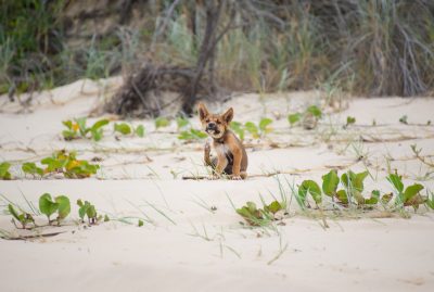 dingo