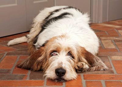  Grand Basset Griffon Vend&eacute;en