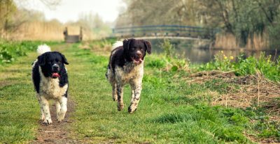 Wetterhoun: Unique and Versatile Water Dog 5 Selective focus shot of adorable Wetterhoun dogs on the green grass