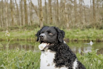 Wetterhoun 