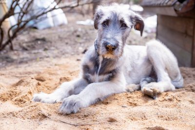 Irish Wolfhound: Gentle Giant 3 six month old irish wolfhound.Portrait of irish wolfhound puppy. Happy dog, pet concept