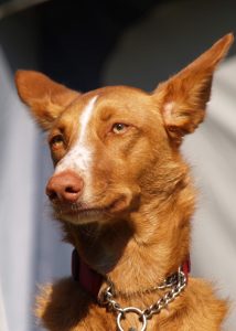 Ibizan Hound