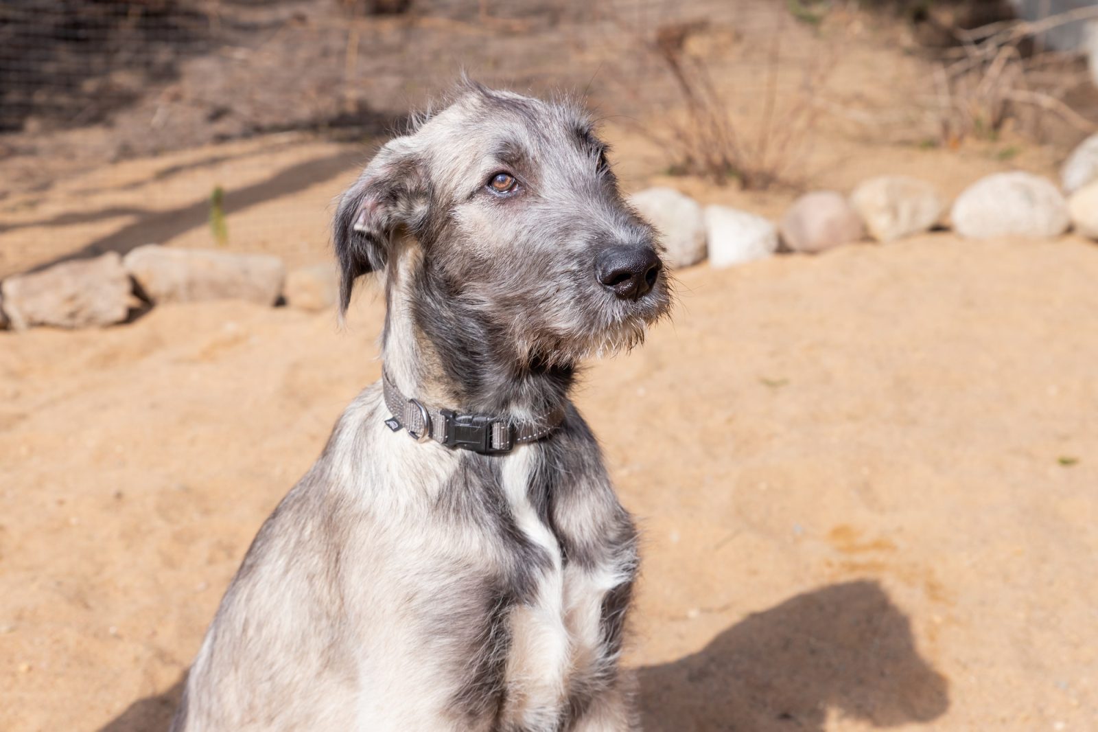 Irish Wolfhound: Gentle Giant 2 The portrait of a puppy of breed the Irish Wolfhound lying on sand in the yard.Puppy of breed the