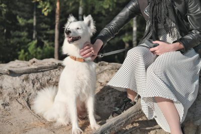 Yakutian Laika