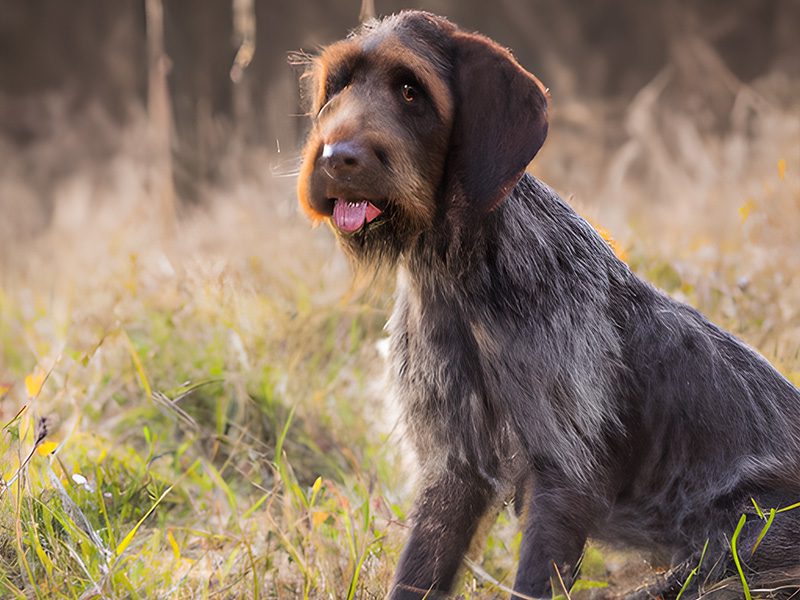 Slovakian Wirehaired Pointer