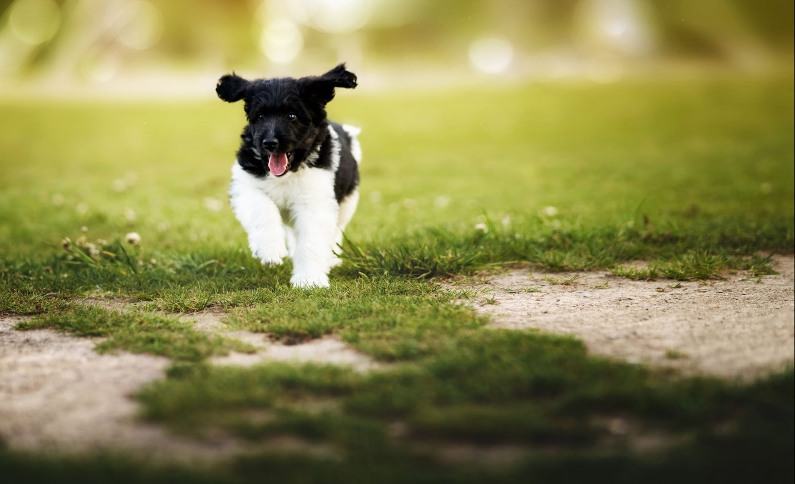 https://www.akc.org/dog-breeds/stabyhoun/