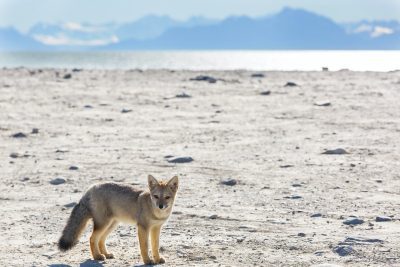 Fox in Patagonia