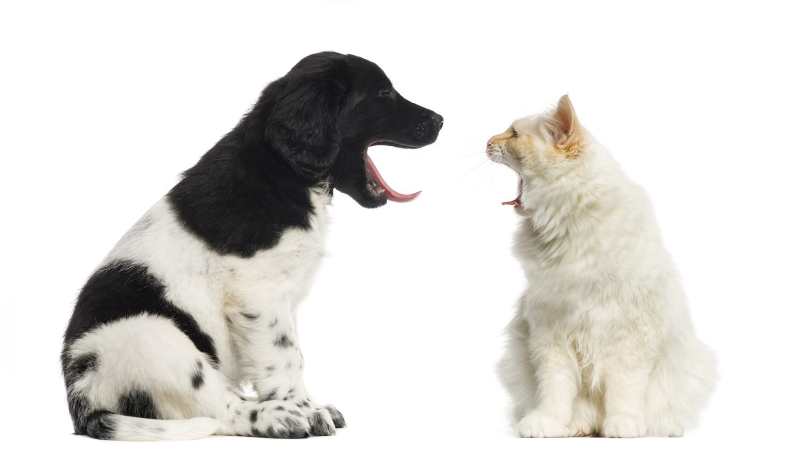 https://www.akc.org/dog-breeds/stabyhoun/