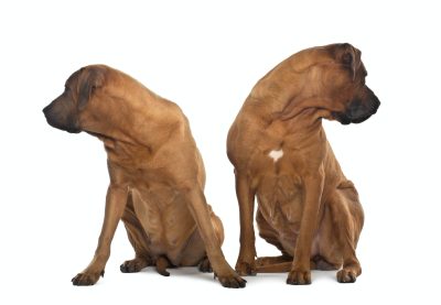Tosa: Powerful and Loyal 2 Two Tosas, 3 years old, sitting in front of white background