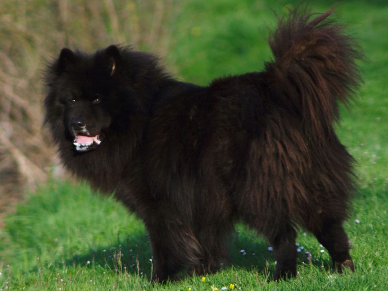 Swedish Lapphund: For Herding Reindeer 1 Swedish Lapphund