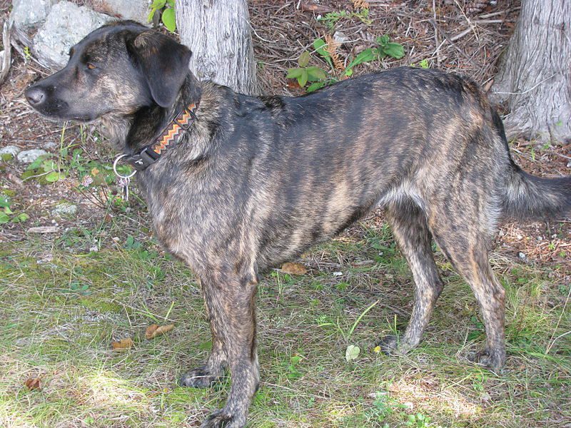 treeing tenneessee brindle