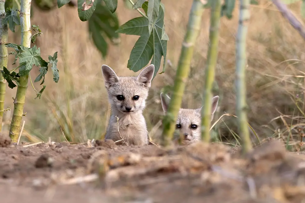 bengal fox pups