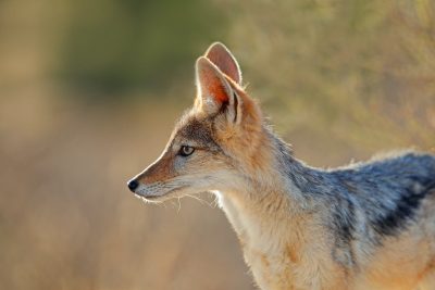 Black-Backed Jackal: An Introduction 2 Black-backed jackal - Kalahari desert